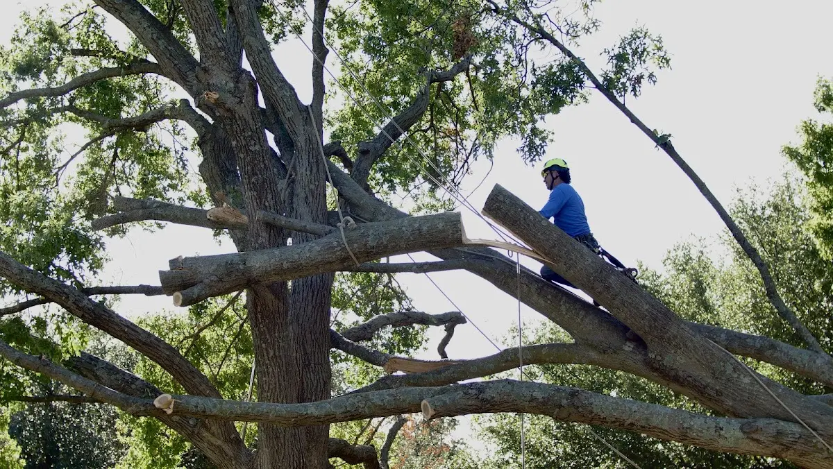 Professional Crown Thinning performed by certified arborists in Higden